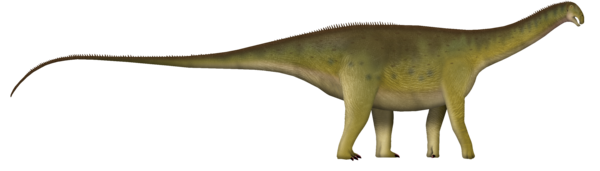 An artists reconstruction of Nigersaurus. Creative commons artist "UnexpectedDinoLesson"